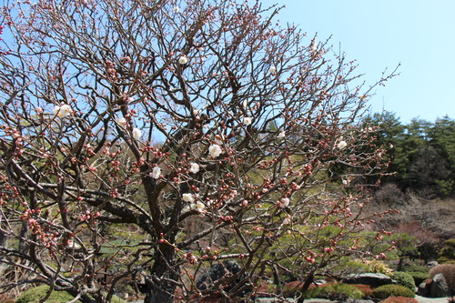 富士山温泉ホテル鐘山苑：４／７