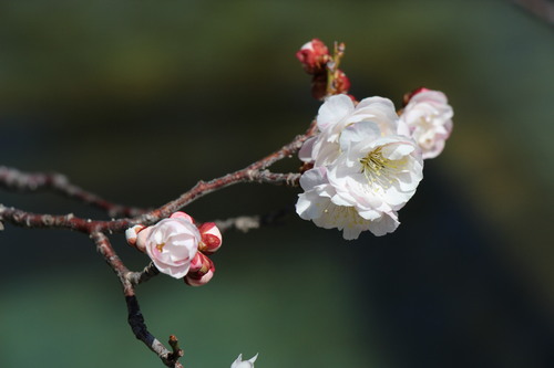 富士山温泉ホテル鐘山苑：４／７