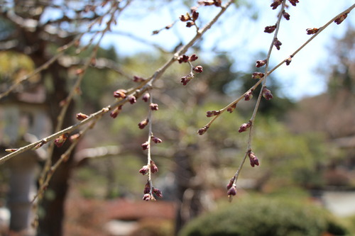 富士山温泉ホテル鐘山苑：４／７