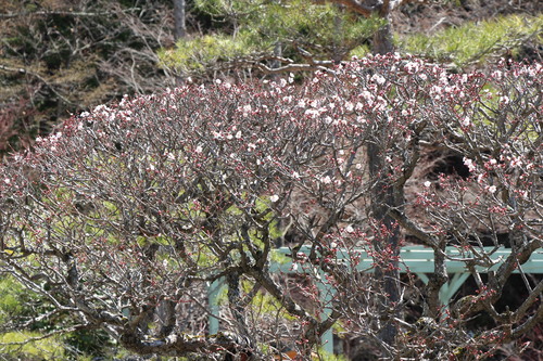 富士山温泉ホテル鐘山苑：４／７