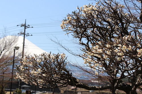 富士山温泉ホテル鐘山苑：４／７