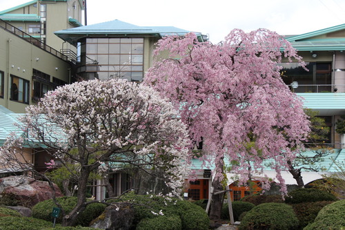 富士山温泉ホテル鐘山苑：４／２３＿２