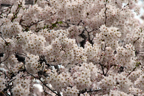 富士山温泉ホテル鐘山苑：４／２３＿４