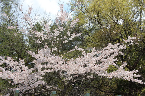 富士山温泉ホテル鐘山苑：４／２６＿２