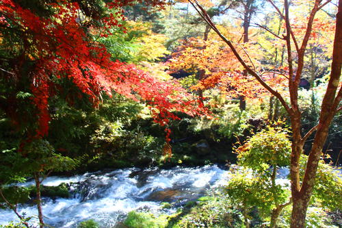 2024年庭園の紅葉情報№7