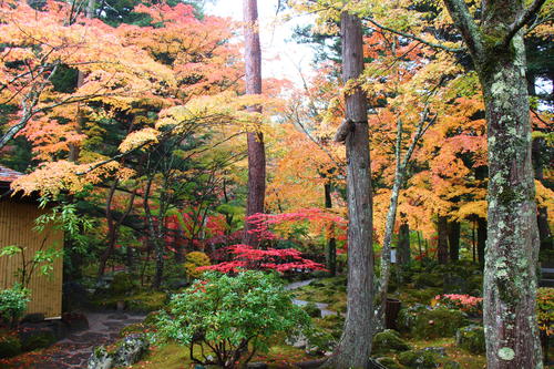 2024年庭園の紅葉情報最終